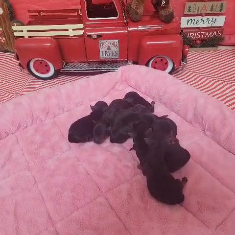 New Years Teacup yorkies