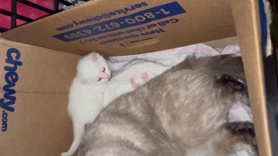 Siamese Kittens in Chicago, Illinois