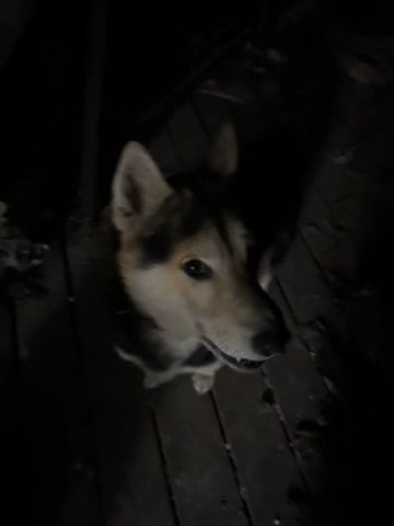 Male Shiba Husky