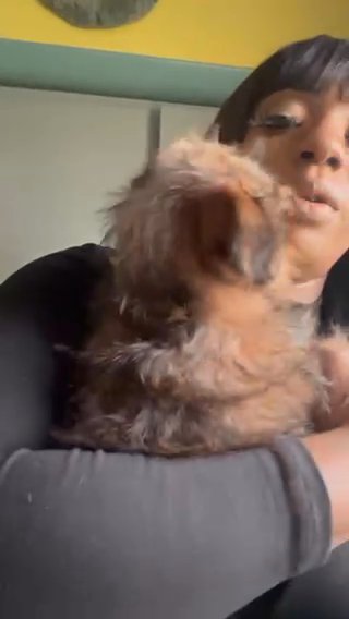 Shorkie Boy!