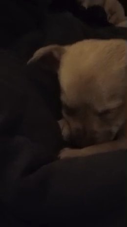 4 puppies ready for home