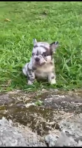 French Bulldog Female Cocoa Merle Fluffy