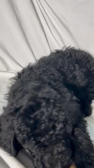 Labradoodle Pups