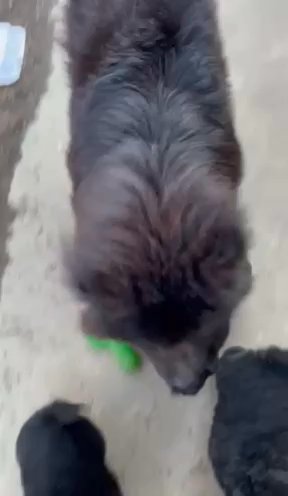 Chow Chow