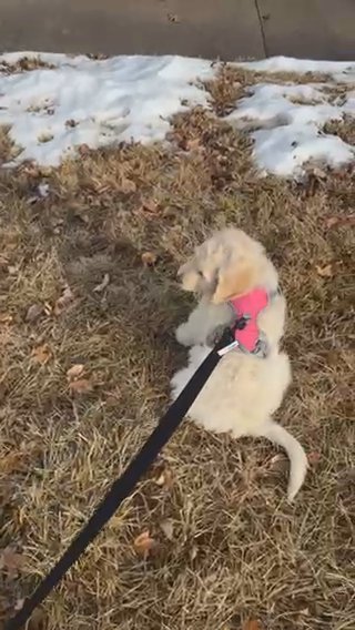 Golden Doodle