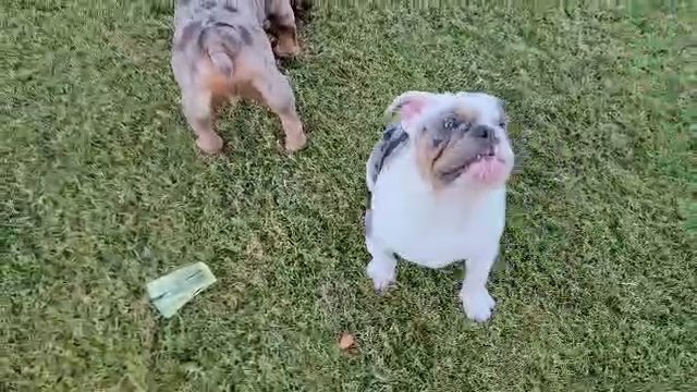 Bulldog Brothers