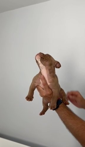 American bully Maverick