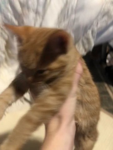 3 Orange Kittens