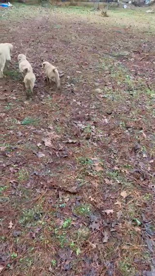 Golden Retrival Puppies