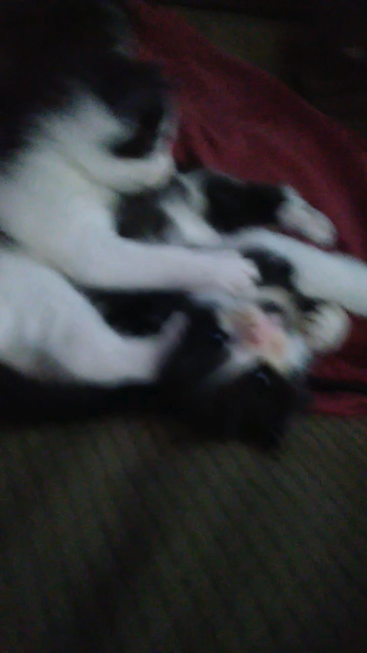 6 week old kittens