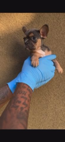 Blue Tri Femal Frenchie