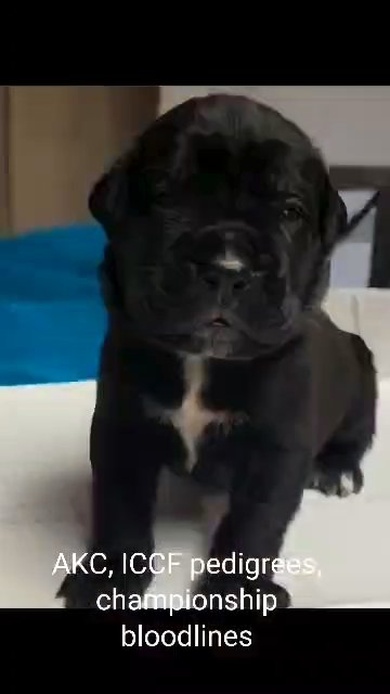 Cane Corso puppies