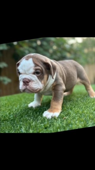 English Bulldogs