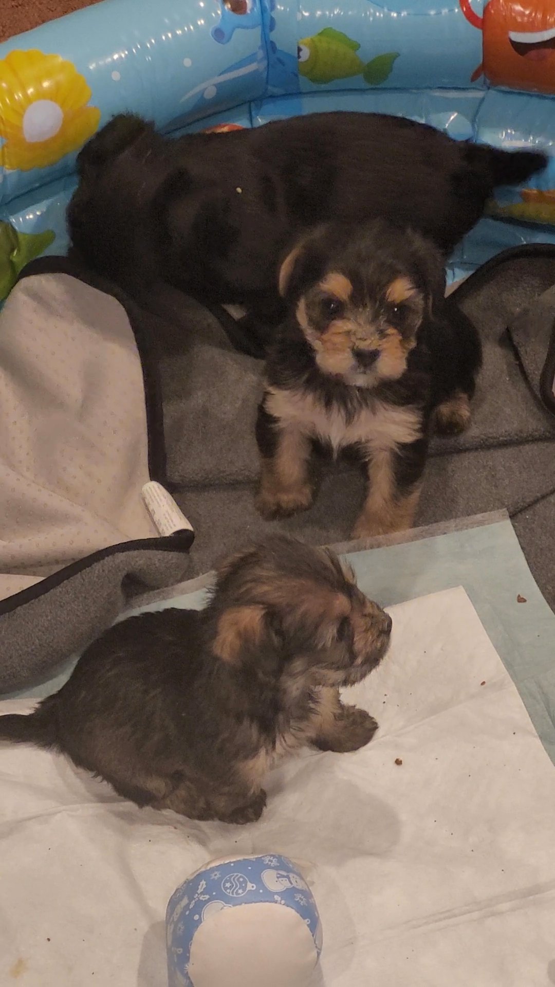 Cuties for Cuties