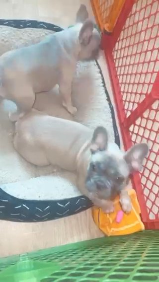 Blue Fawn Frenchies Akc