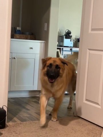 GERMAN SHEPHERD/BELGIAN MALINOIS/HUSKY MIX