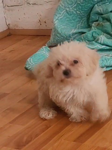 puppy