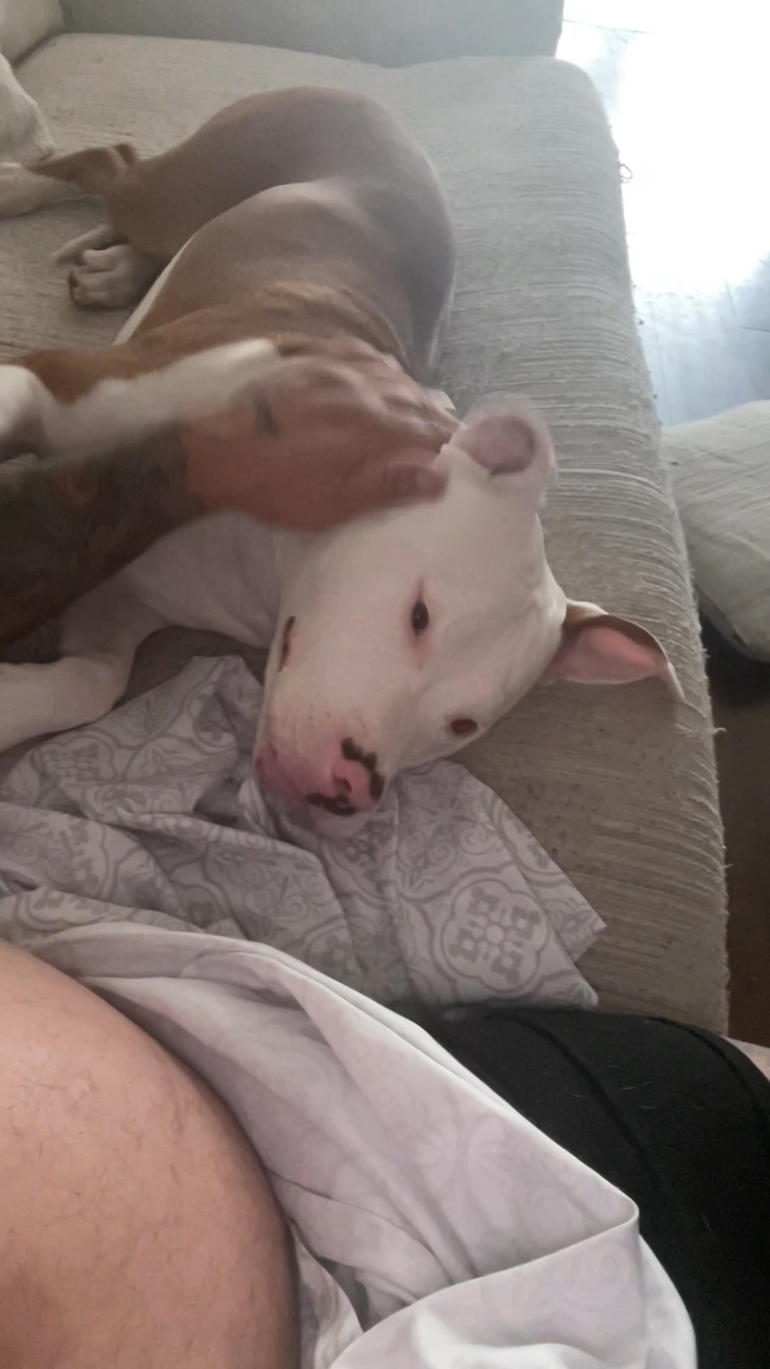 Vendo cachorro de 6 meses