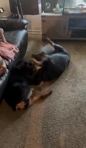 Female Rottweiler  11 Months