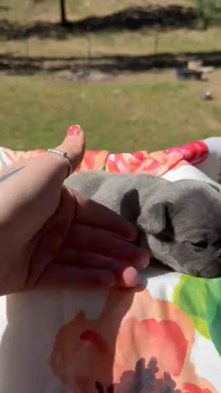 Blue Female Frenchie