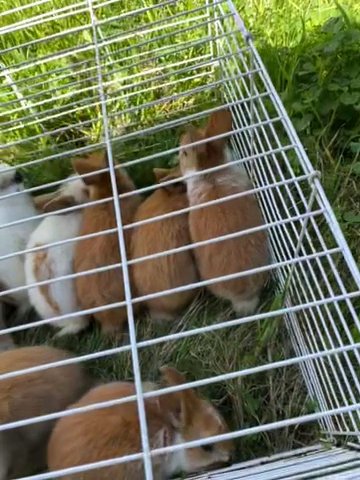 Baby Bunnies For Sale