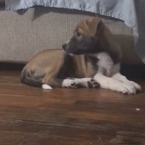 2 Month Old Male Siberian Husky/Pitbull For Sale