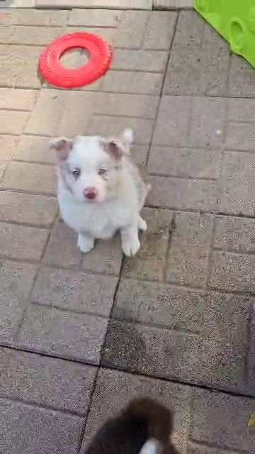 Border Collie