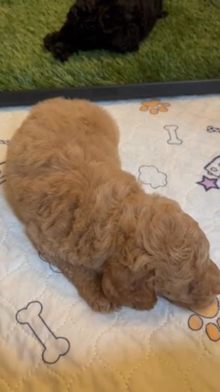 Toy Poodle