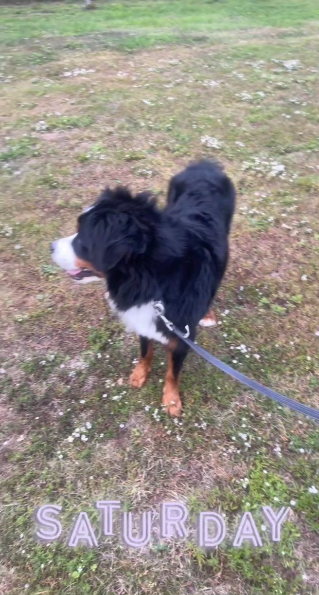 Bernese mountain Dogs - Male & Female