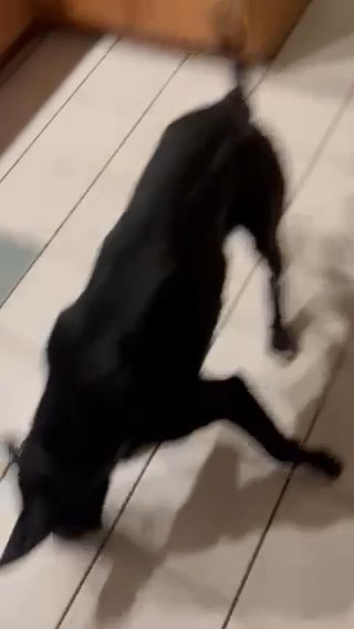 labrador