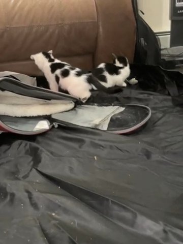Adorable Kittens