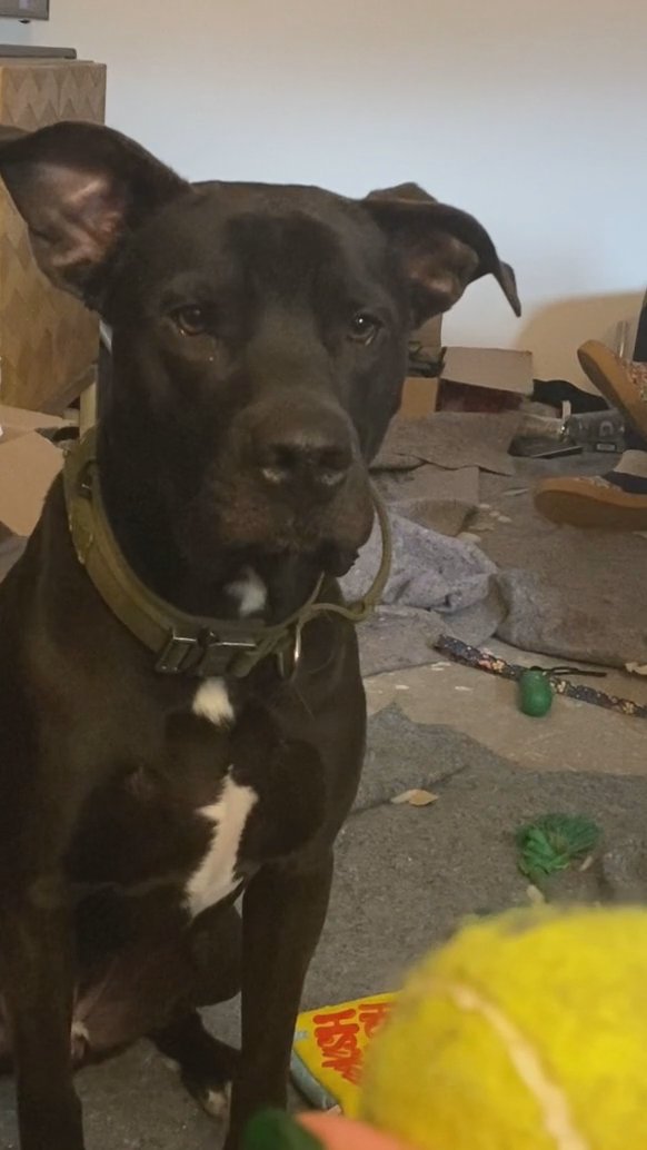 Need to rehome amazing guard dog!!!!