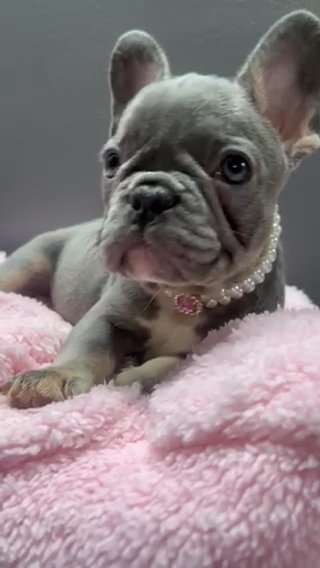 Frenchie Looking For A Forever Home!