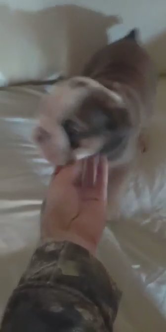 Akc old English bulldogs
