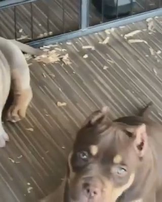 Puppies Looking For A Home