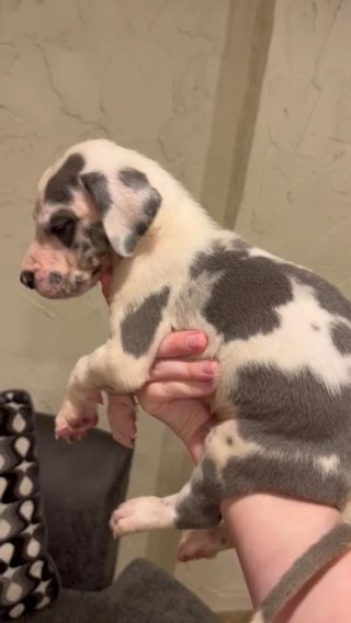 Blue Harl Male Great Dane