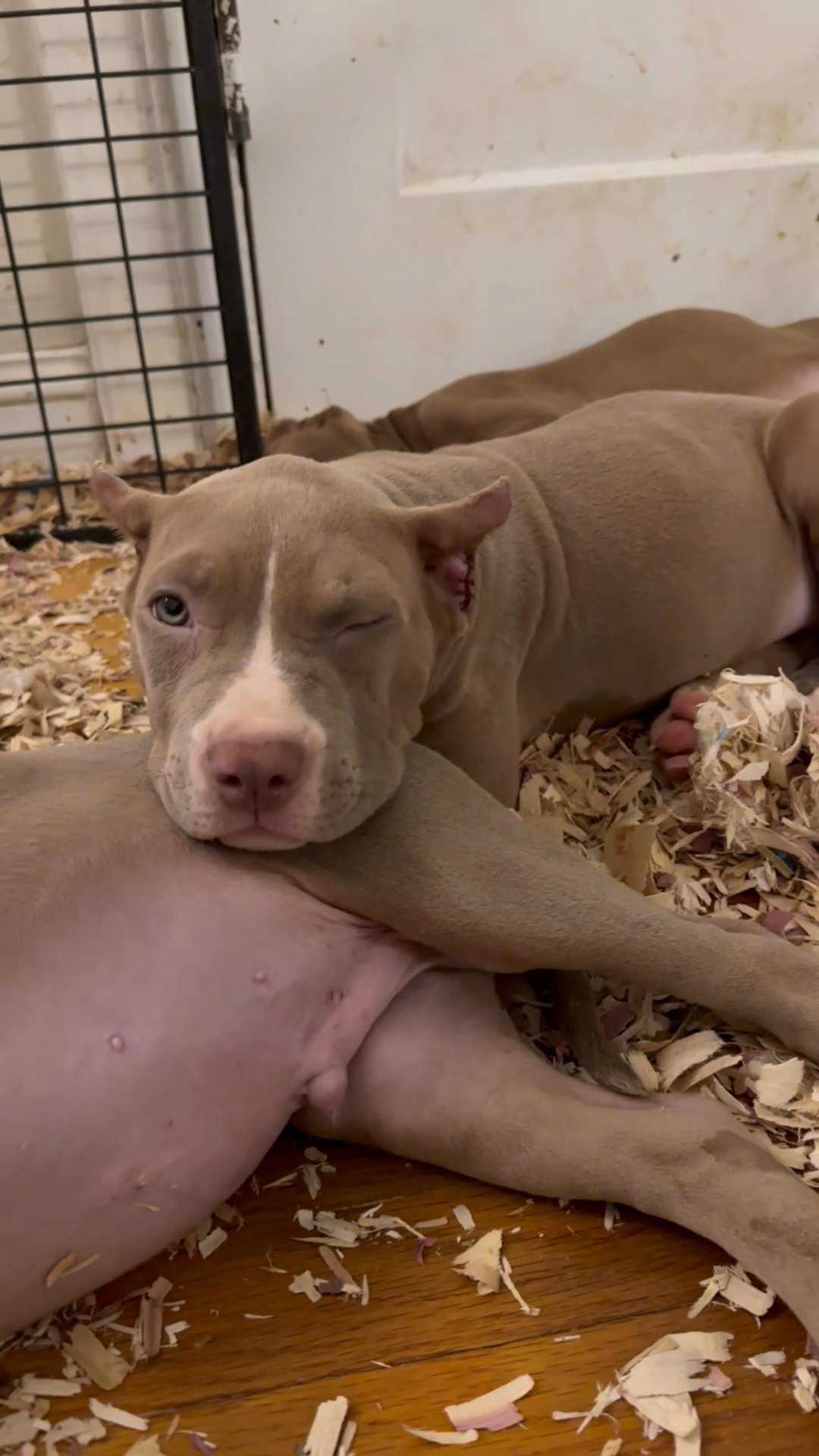 Puppies Available