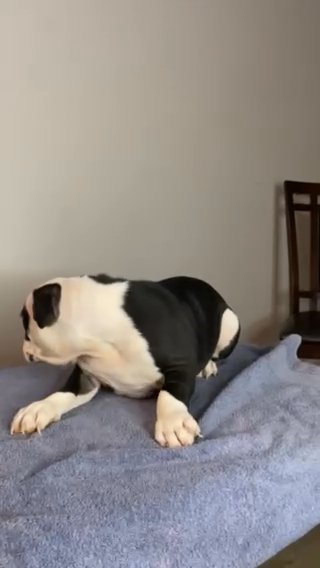 Male Bully