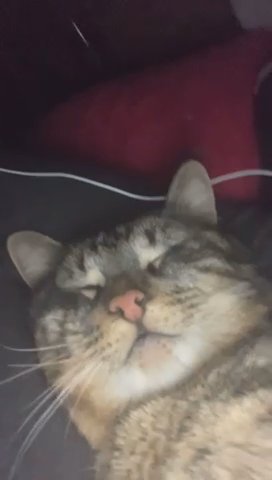 Sibling For My Brown Cat And My Colorful Cat