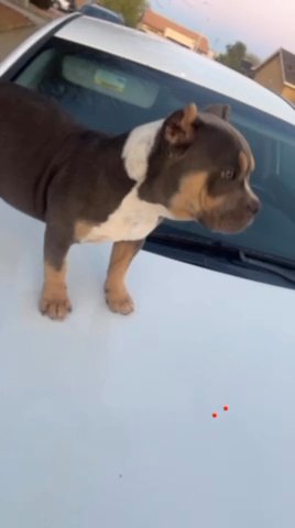 Pocket Bully