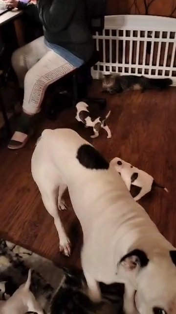 bullies