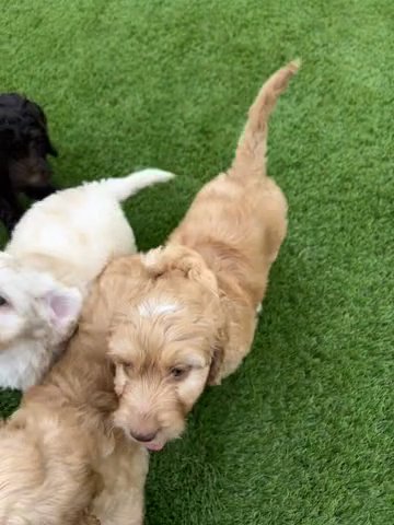 Dolly QuiSal labradoodles