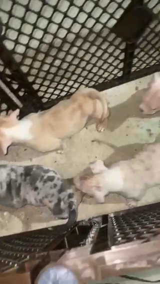 abkc pocket bullies