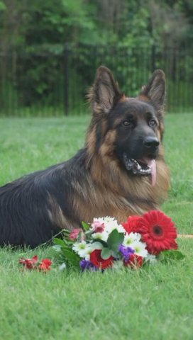 MJ the Long coat GSD