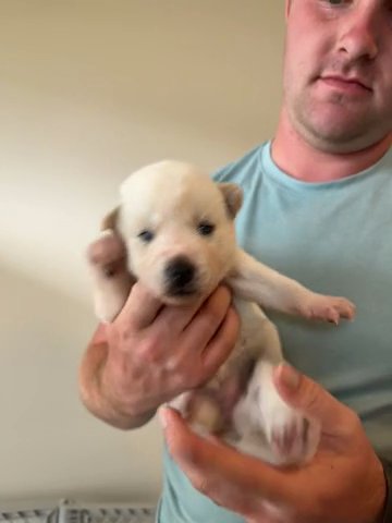 Siberian Husky Puppy