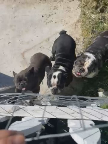 English And French Bulldogs