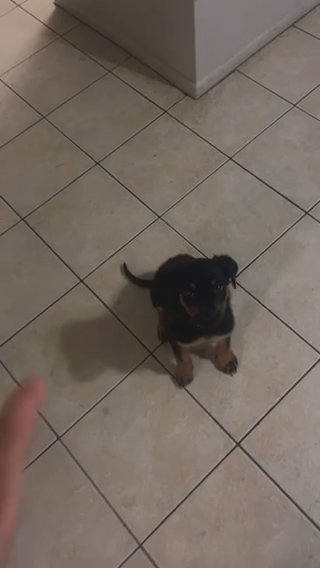 rottie puppie AKC&CHAMPION BLOODLINE
