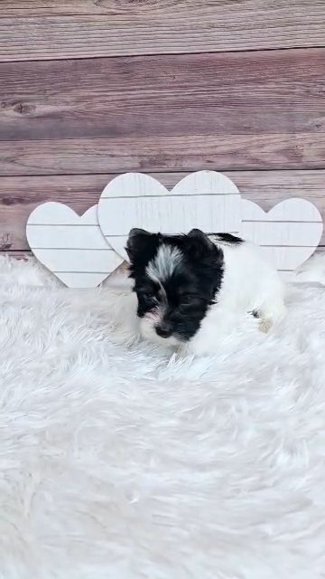 SOLD AKC Yorkie girl Parti