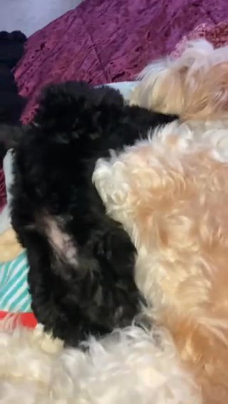 PUPPIES COMING SOON!
