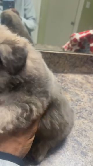 Fluffy French Bulldog